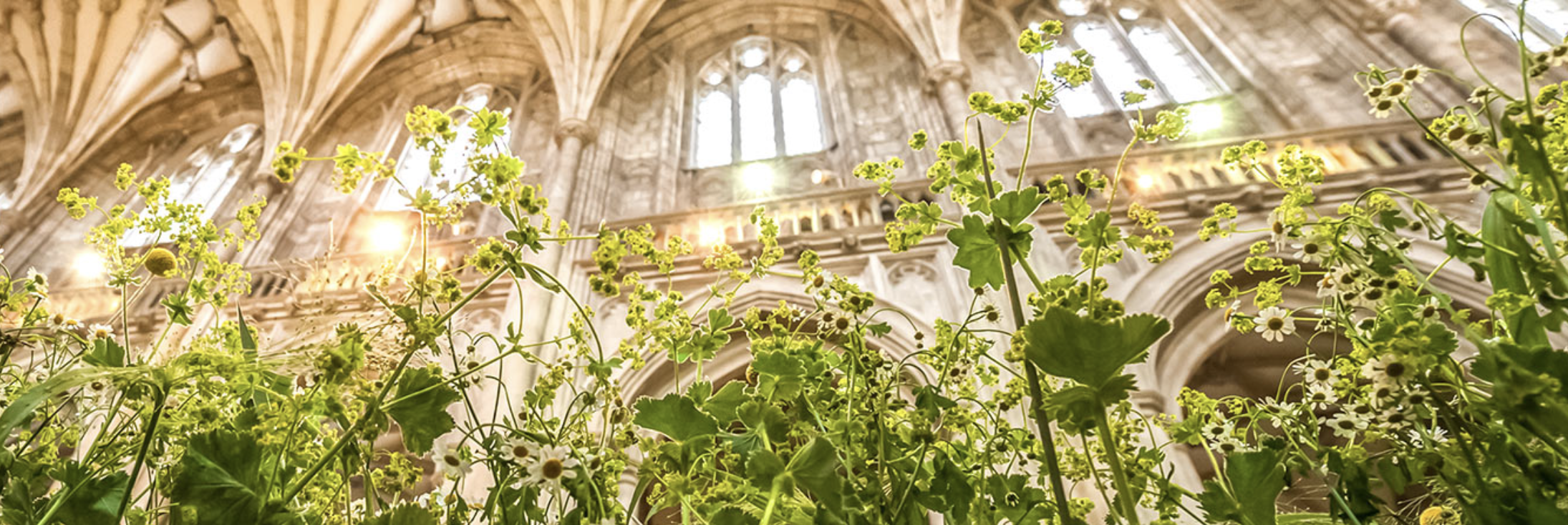 Greenery inside cathedral