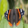 Churchyard wildlife award 